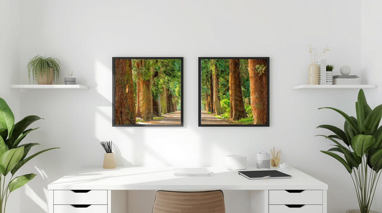 Woodland Passage: Canopy Way